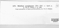 Chlorociboria aeruginosa image